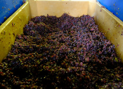 191211 Raisins Vin de Paille viirgepresst